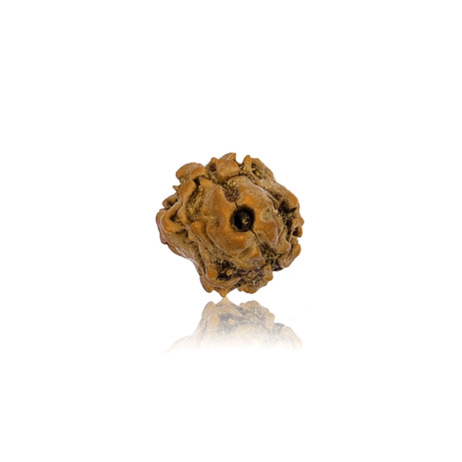 2 Mukhi Rudraksha - Nepal - 15mm size