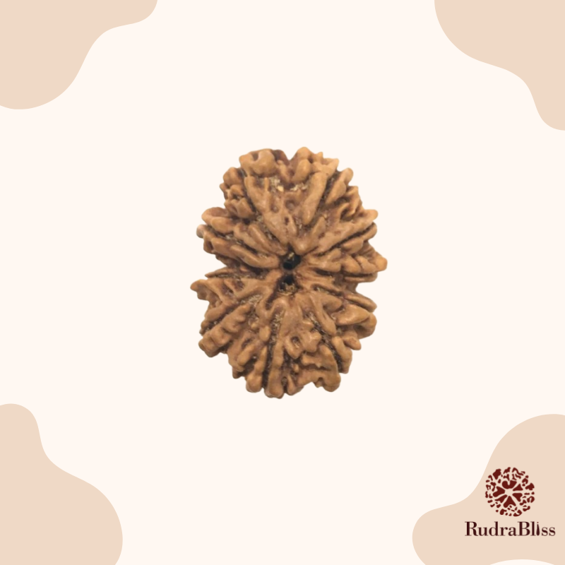 15mm Nepal 11 Mukhi Rudraksha