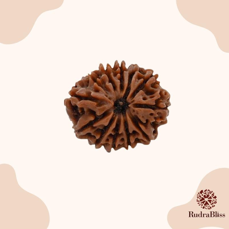 Rudraksha 12 Face 17mm Size