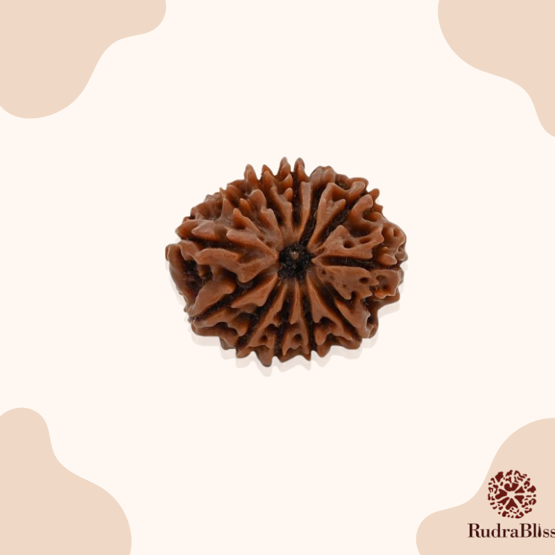 16mm 12 Mukhi Rudraksha Nepal