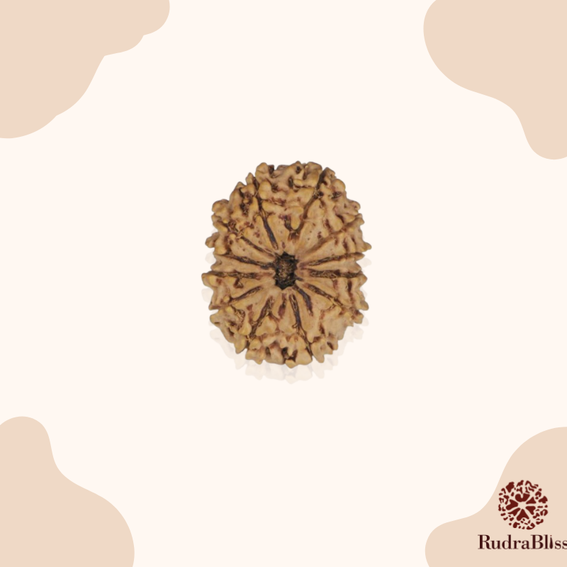 18mm 12 Mukhi Rudraksha