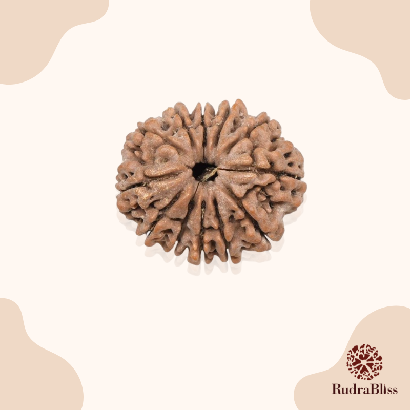 19mm Size 12 Face Rudraksha