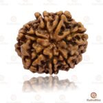 7 Mukhi Rudraksha Nepal 18-20mm - Image 2