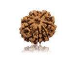 7 Mukhi Rudraksha Nepal 18-20mm - Image 4