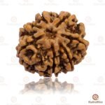 7 Mukhi Rudraksha Nepal 18-20mm