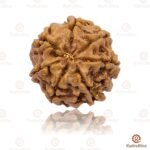 7 Mukhi Rudraksha Nepal - 18mm Size - Image 2