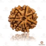 7 Mukhi Rudraksha Nepal - 18mm Size