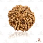 7 Mukhi Rudraksha Nepal - 20mm Size
