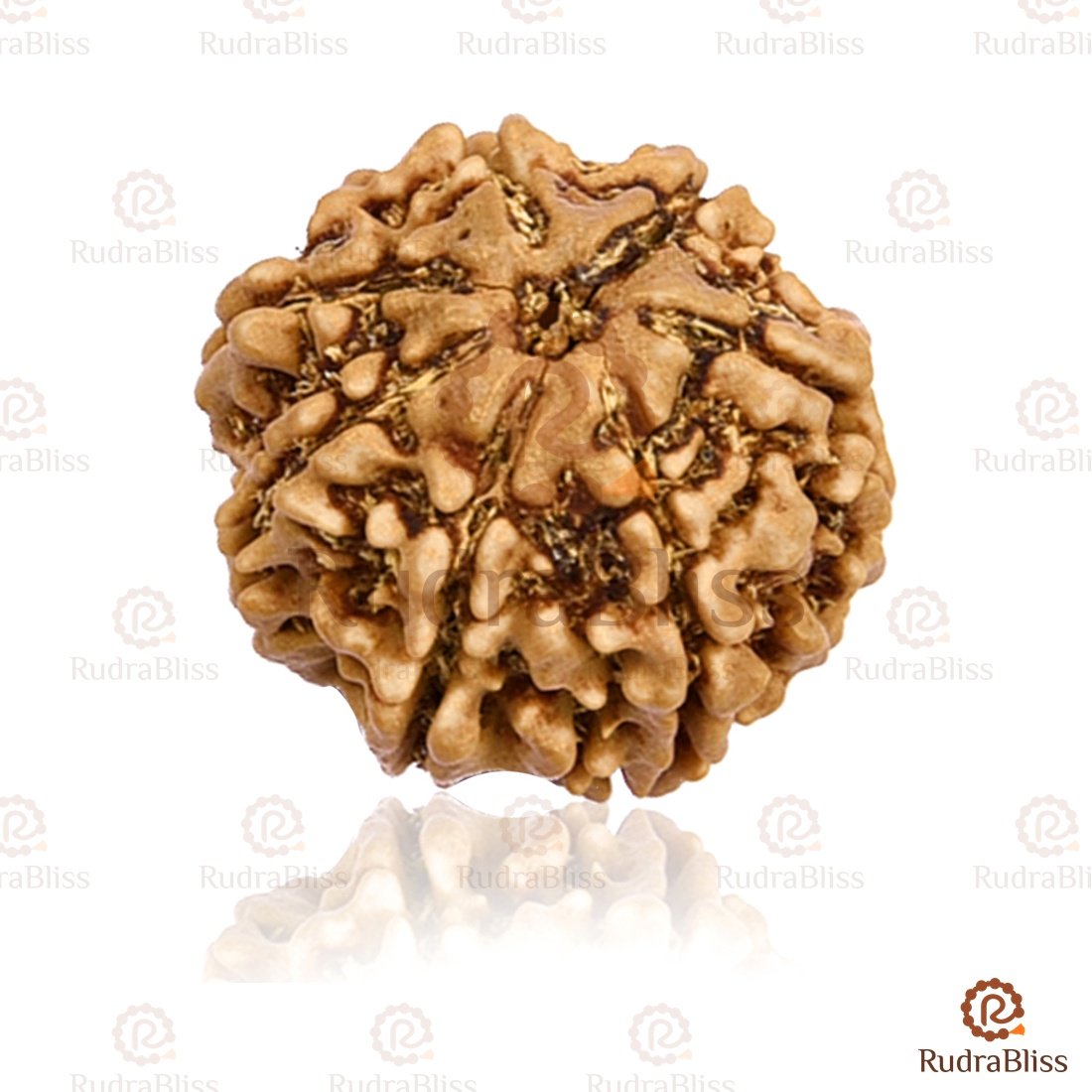 7_Mukhi-1-RudraBliss