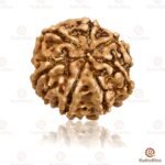 7 Mukhi Rudraksha Nepal - 20mm Size - Image 2