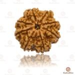 8 Mukhi Rudraksha Nepal - 25mm plus Collector