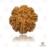 8 Mukhi Rudraksha Nepal - 25mm plus Collector - Image 2