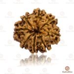Natural Nepal 8 Mukhi Rudraksha 16-18mm