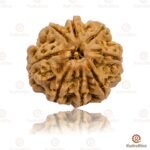 8 Mukhi Rudraksha Nepal 19-21mm