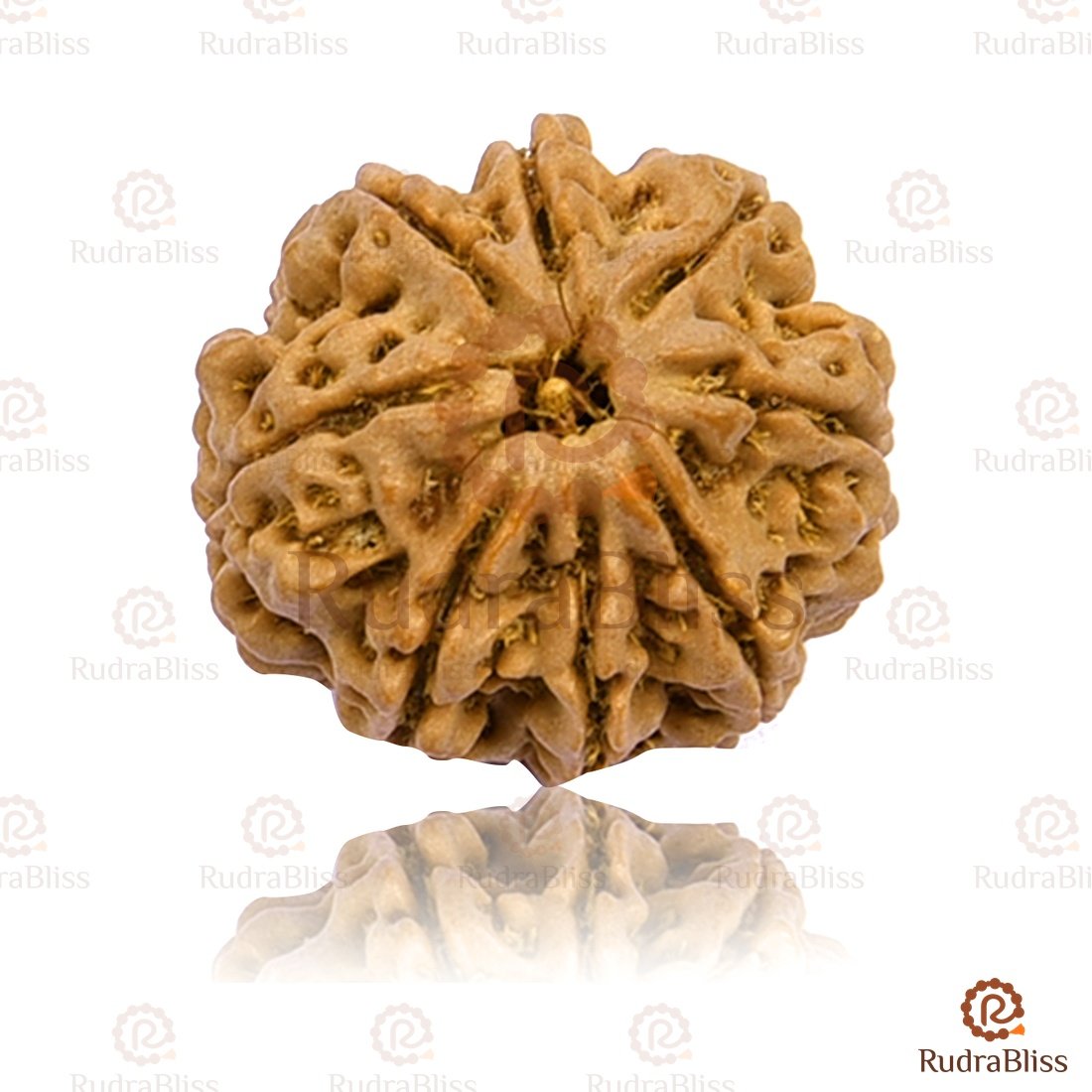 8_Mukhi-1_F-RudraBliss