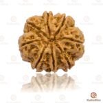 8 Mukhi Rudraksha Nepal 19-21mm - Image 3
