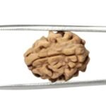 2 Mukhi Rudraksha Himalayan Bead - 12mm