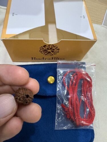 2 Mukhi Rudraksha - Nepal - 15mm size photo review
