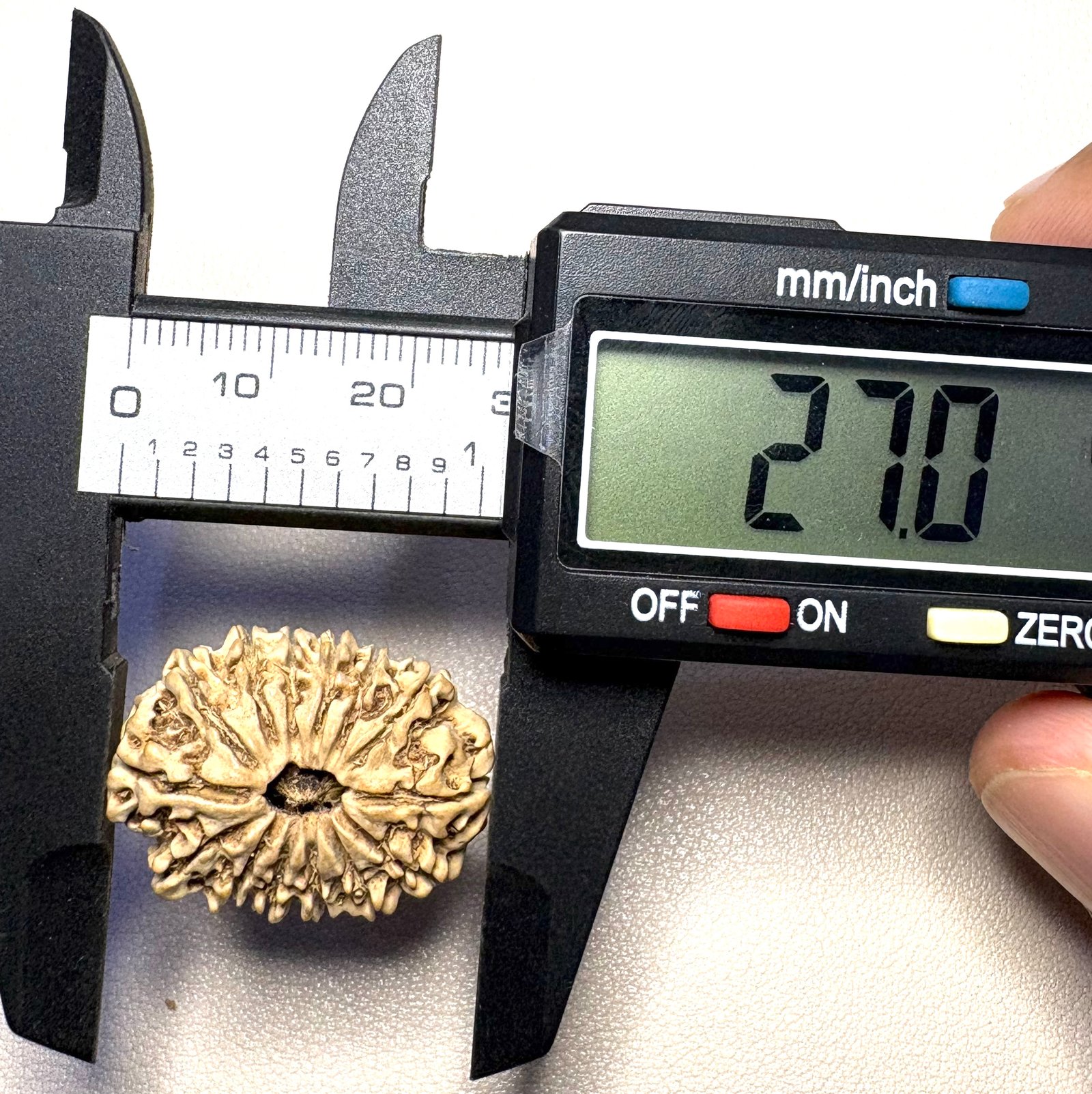 14mukhi-rudraksha-27mm