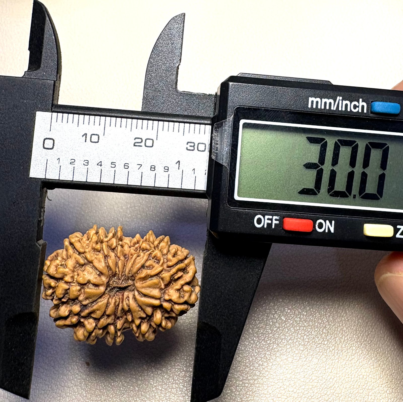 14mukhi-rudraksha-30mm