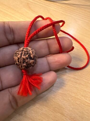 5 Mukhi Rudraksha Nepal 17-19MM photo review