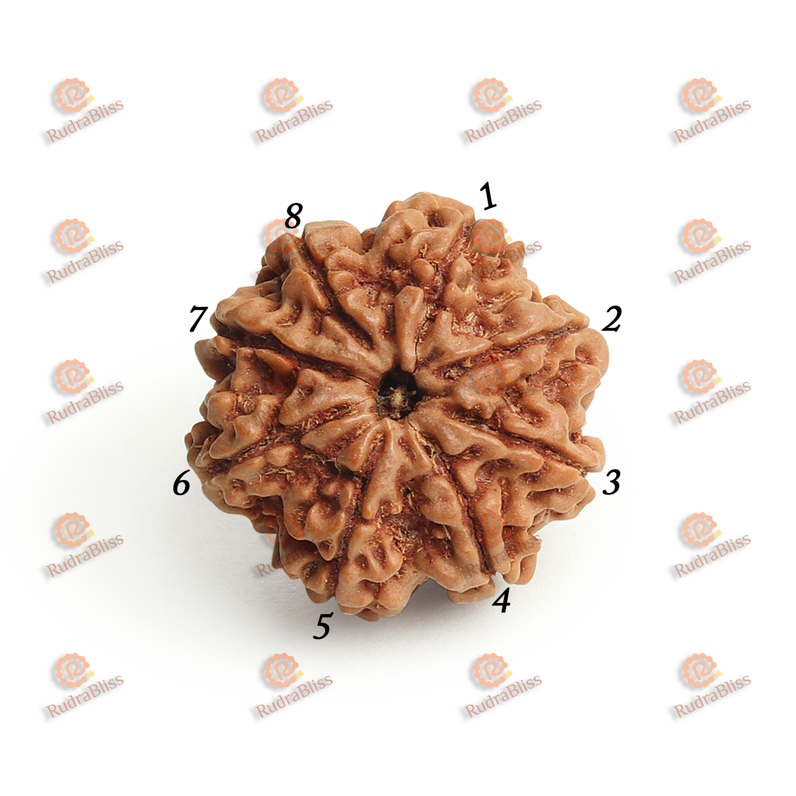 8 Mukhi Rudraksha - Nepal - 21mm-24mm