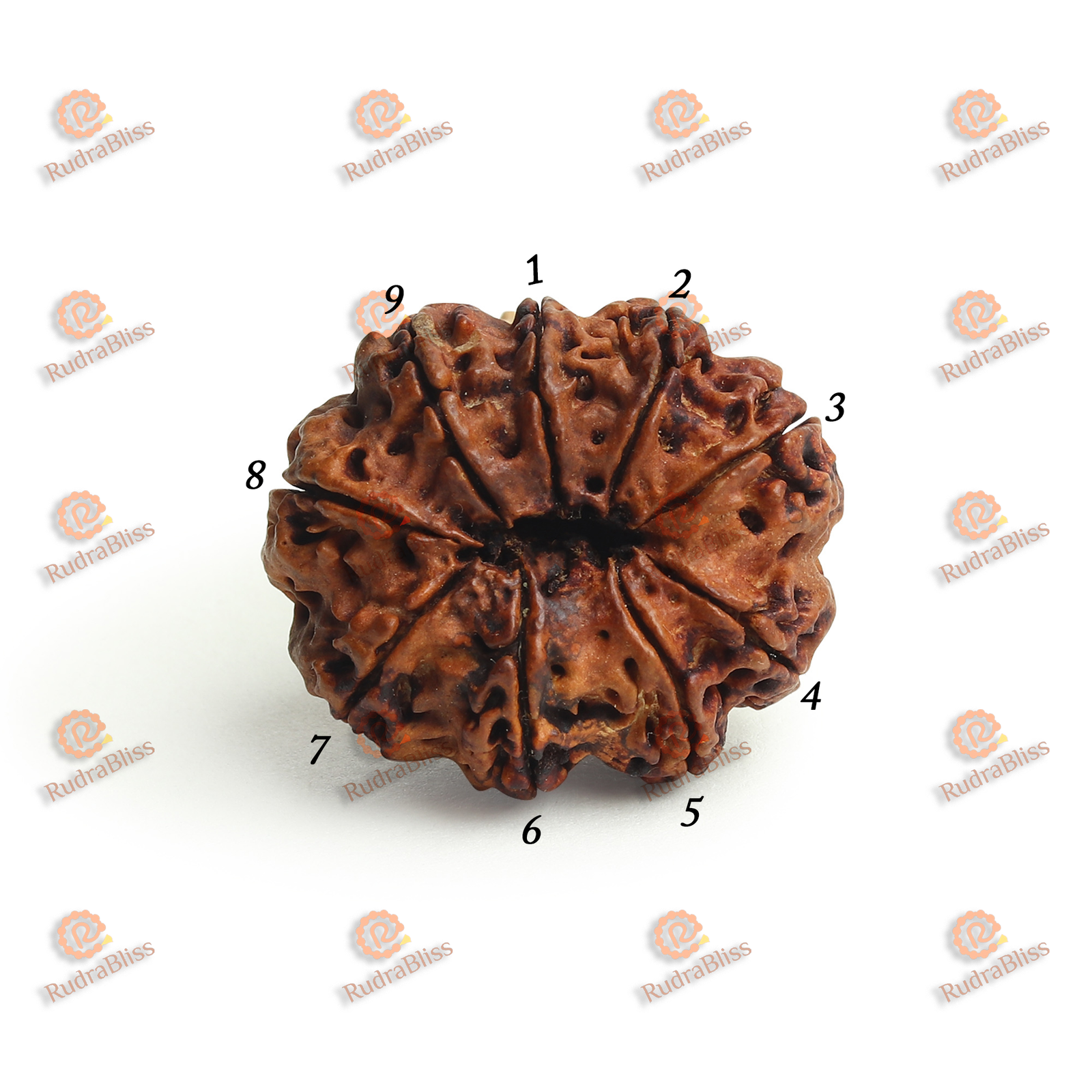 9 Mukhi Rudraksha Nepal - 21mm-23mm