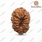 Natural 14 Mukhi Rudraksha Indonesia bead – lab certified