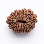 14 mukhi Back GEM