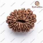 14 Mukhi Rudraksha - Nepal - 24.64 mm Size - view 2