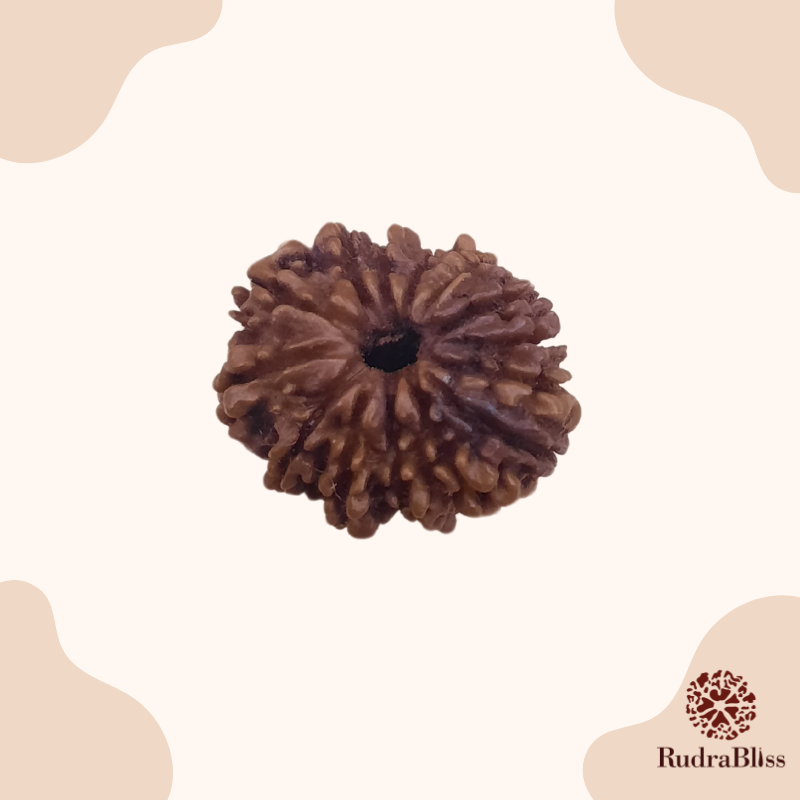 24mm 14 Mukhi Nepal Rudraksha