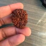 14 Mukhi Rudraksha Nepal 32.21mm