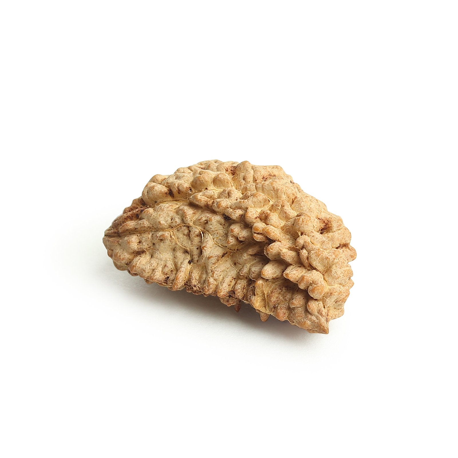 1 Mukhi Rudraksha – 42.61 MM | Natural Bead |Unisex