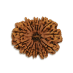 14 Mukhi Nepal Rudraksha - 26mm-30mm Size