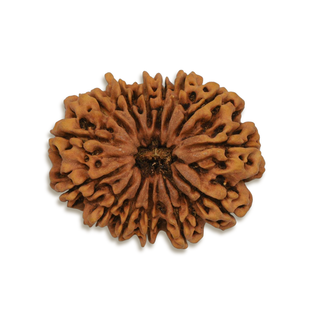 14 Mukhi Nepal Rudraksha - 26mm-30mm Size