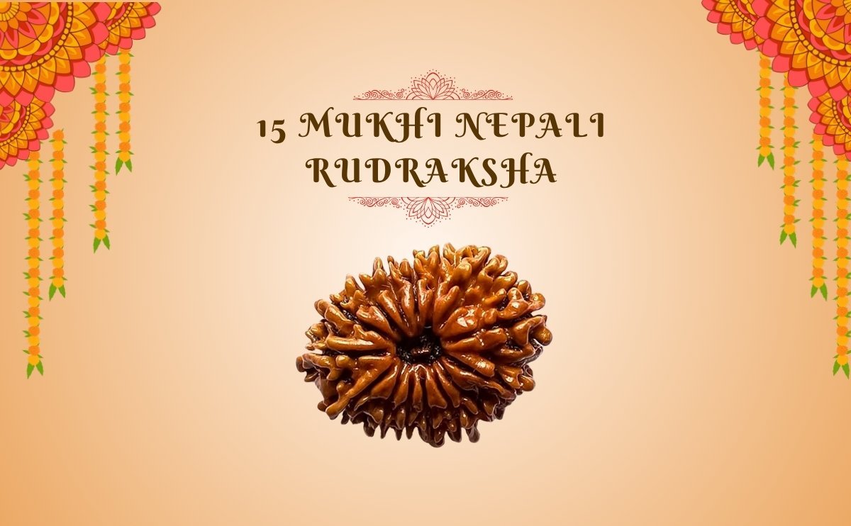15 Mukhi Nepali Rudraksha