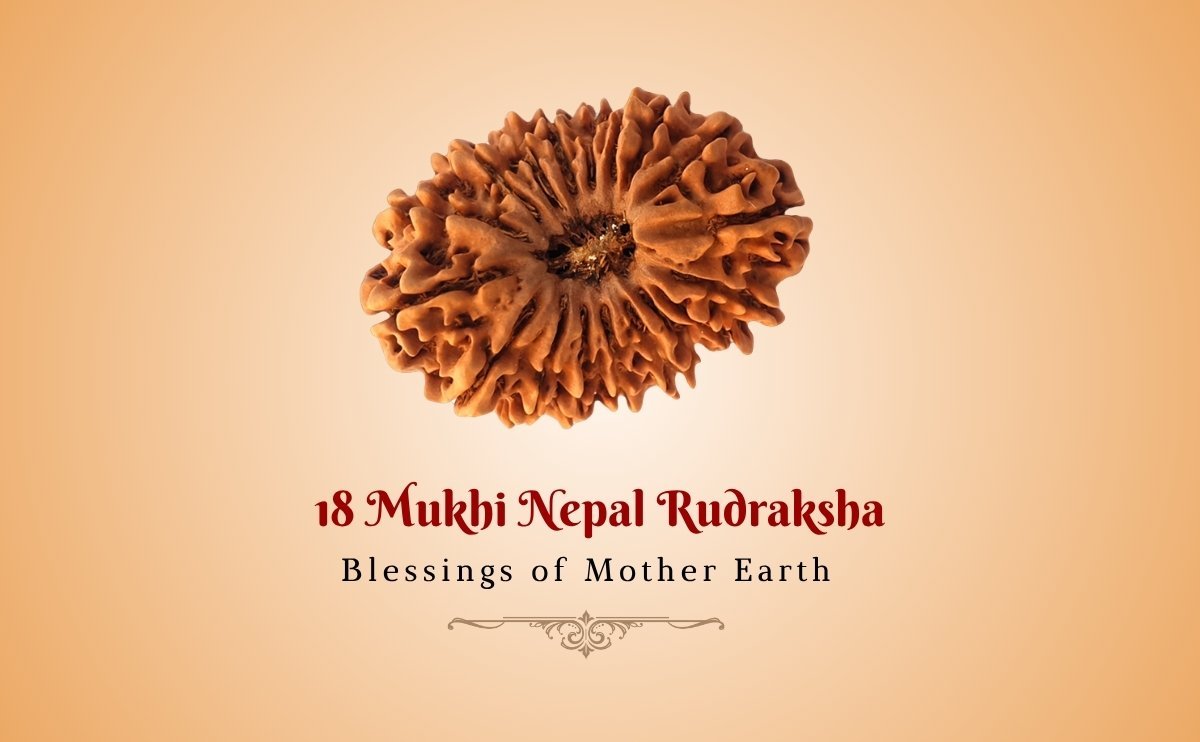 18 Mukhi Nepali Rudraksha