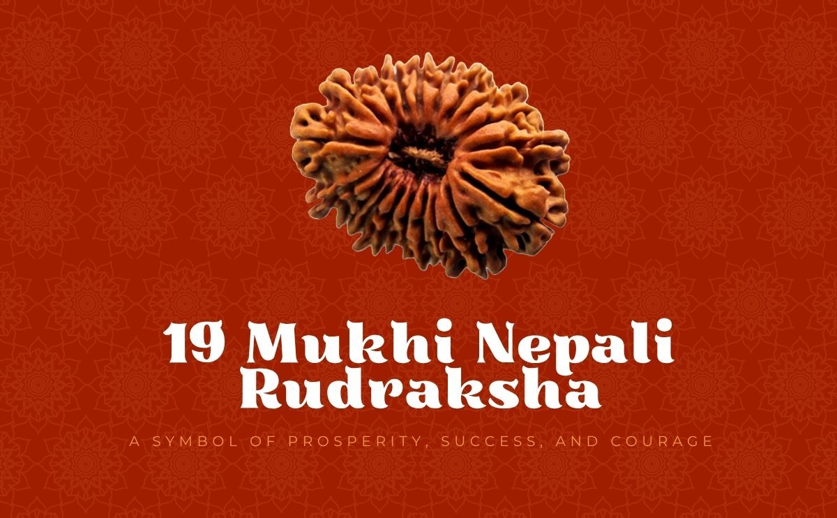 19 Mukhi Nepali Rudraksha