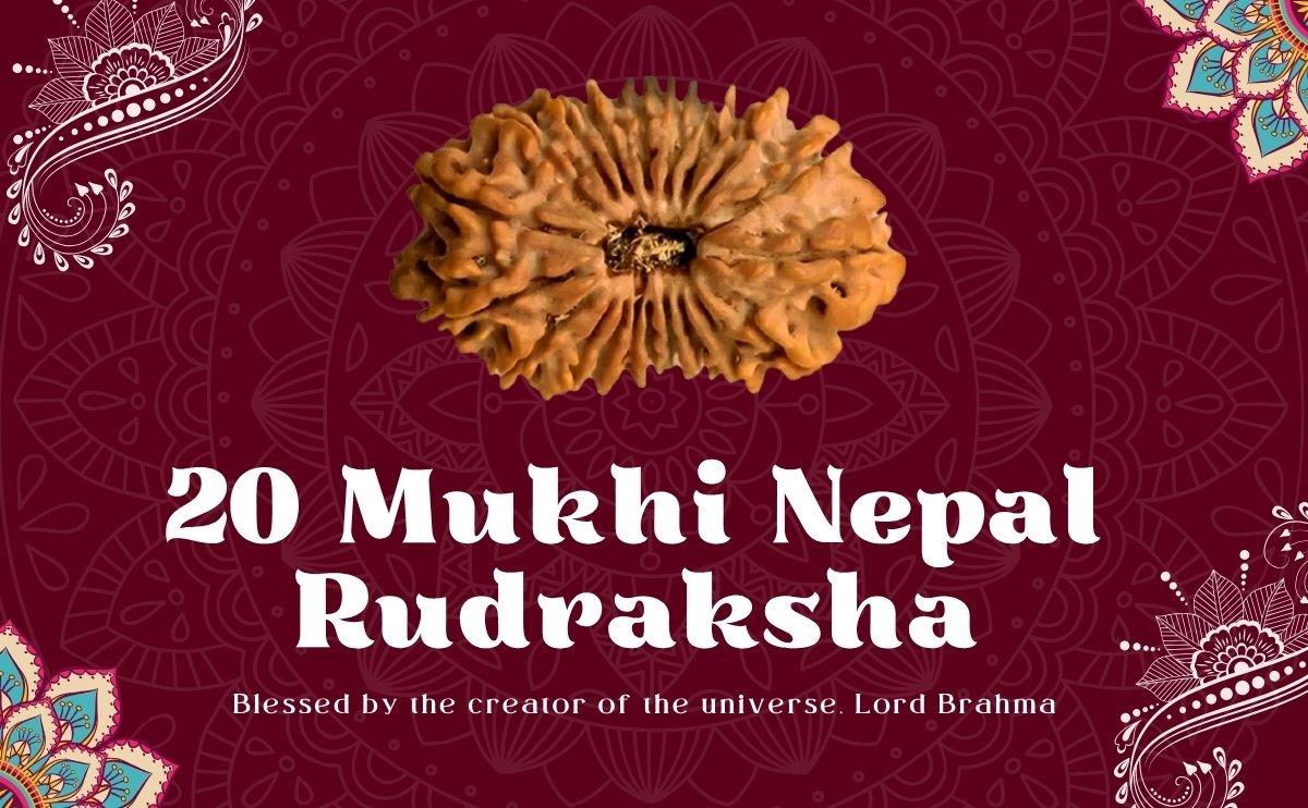 20 Mukhi Nepali Rudraksha