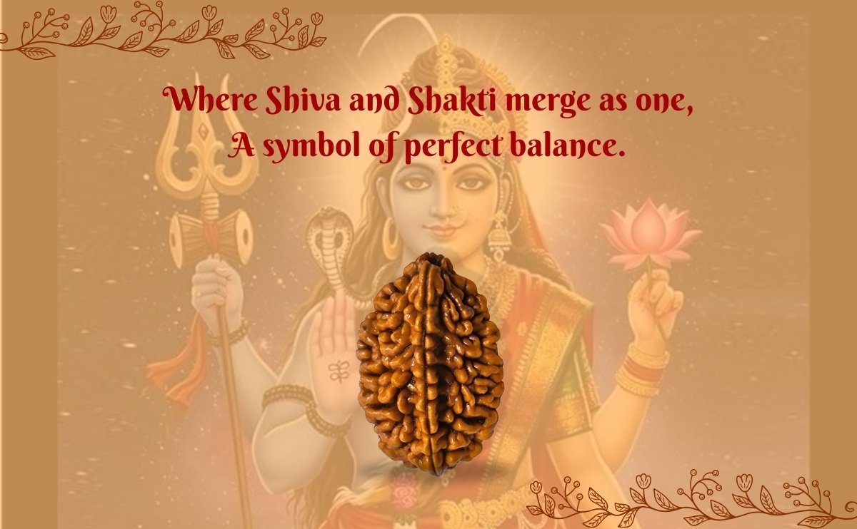Ardhanarishvara (Shiva-Shakti) – Power of 2 Mukhi Rudraksha