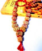 Sarva Siddhi 1 to 14 Mukhi Rudraksha Mala