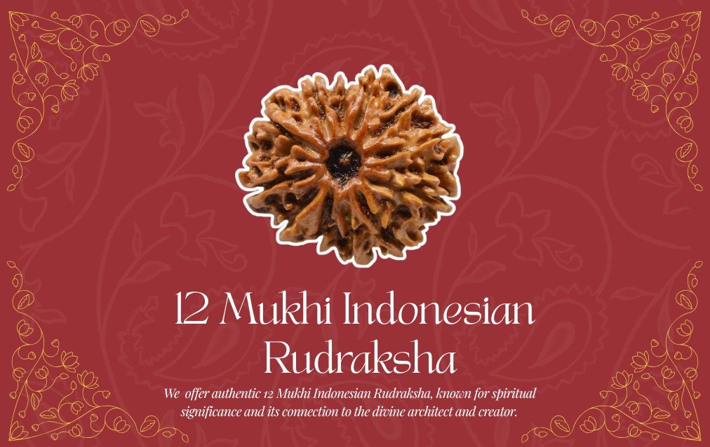 12 Mukhi Indonesian Rudraksha