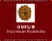 13 Mukhi Indonesian Rudraksha