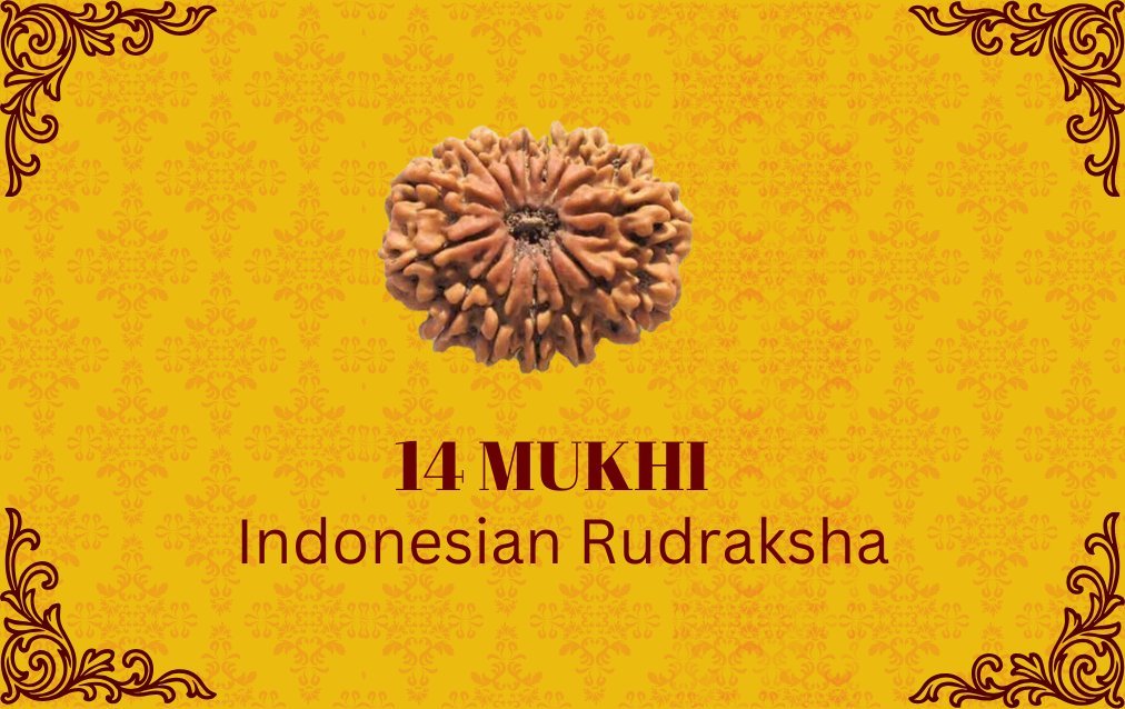 14 Mukhi Indonesian Rudraksha