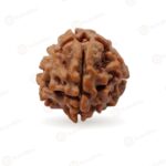 1 Mukhi Rudraksha Nepal 16mm to 20mm - original bead on white background